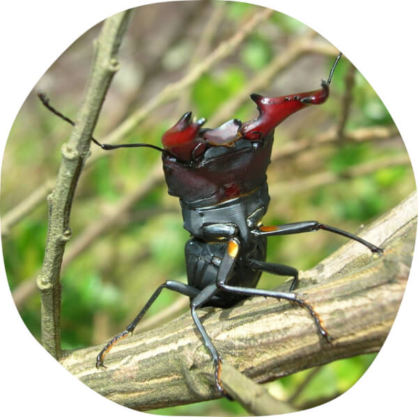 Macrocrates australis, foto: Paschoal Grossi