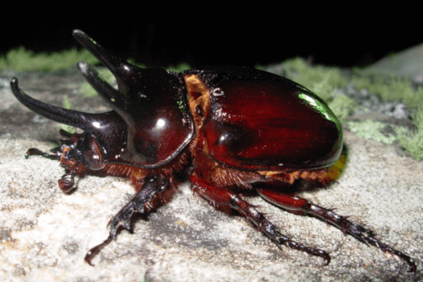 Strategus mandibularis, foto: Paschoal Grossi