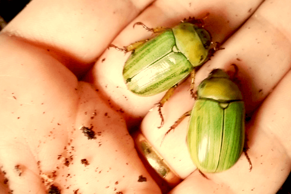 <i>Pelidnota luridipes<i>, foto: Silvia A. Falqueto