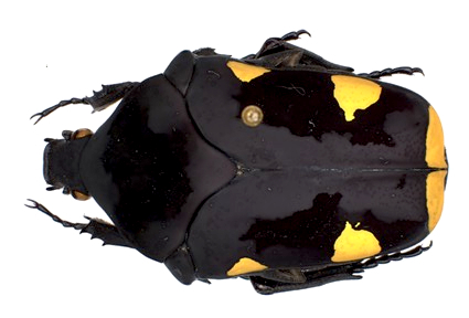 <i>Gymnetis holocericea<i>, foto: Diego Rodrigues