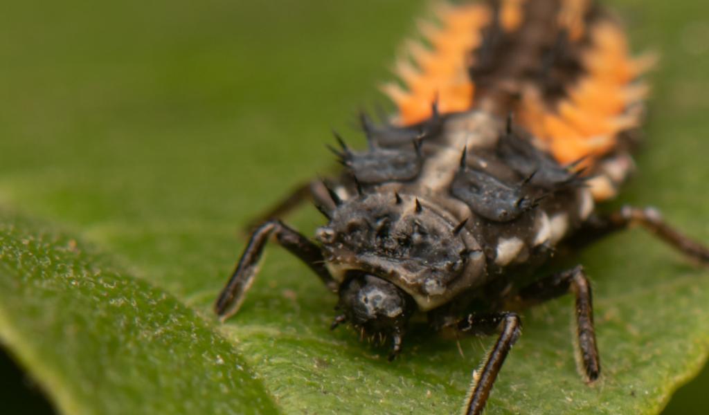 larva de joaninha (família Coccinelidae) vermelha e preta anda sobre folha, foto, Frederico Salles