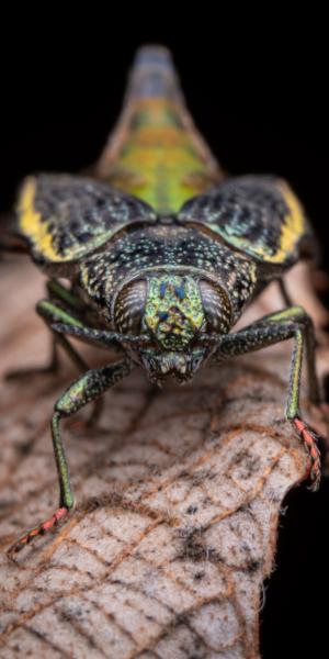 besouro Psiloptera sp., foto de Frederico Salles