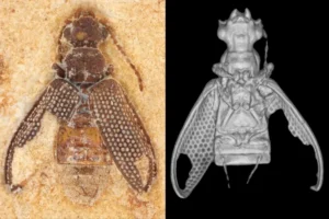 Esquerda: Vista dorsal de fóssil de Cratocupes scabrosus após tratamento com álcool, utilizado para realçar detalhes da superfície. Direita: Reconstrução tridimensional da região ventral de Cratocupes scabrosus obtida por microtomografia computadorizada.